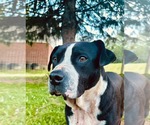 Small #2 Bulldog Mix