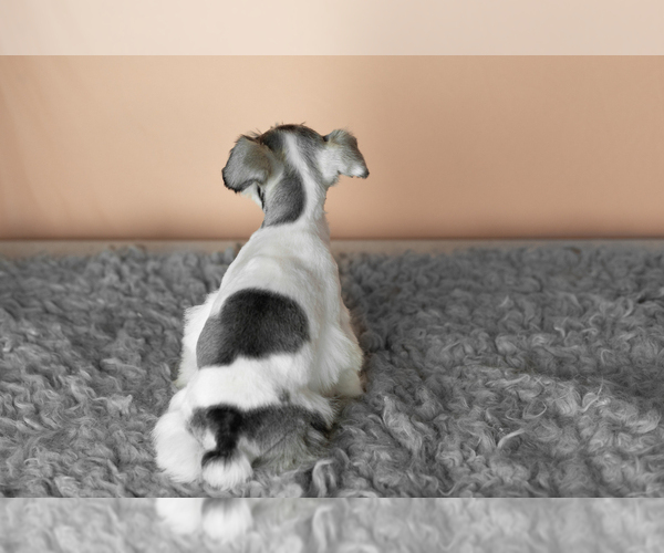 Medium Photo #4 Schnauzer (Miniature) Puppy For Sale in MILLERSBURG, IN, USA