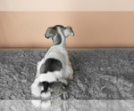 Small Photo #24 Schnauzer (Miniature) Puppy For Sale in MILLERSBURG, IN, USA
