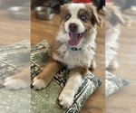 Puppy Rusty Australian Shepherd