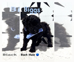 Puppy 9 Goldendoodle (Miniature)