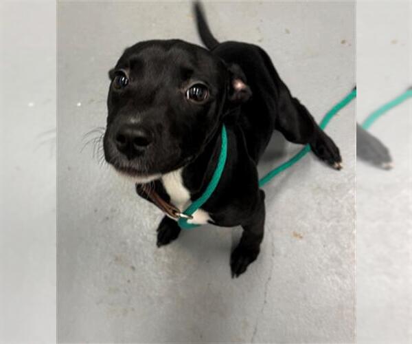 Medium Photo #1 Mutt Puppy For Sale in Peoria, IL, USA