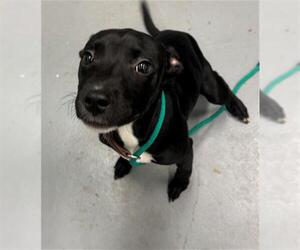 Mutt Dogs for adoption in Peoria, IL, USA