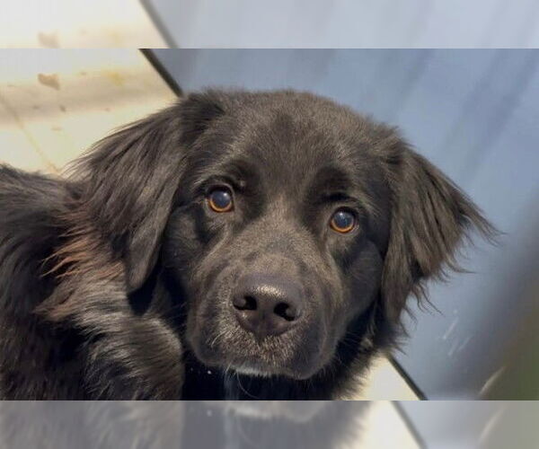 Medium Photo #2 Mutt Puppy For Sale in San Bernardino, CA, USA