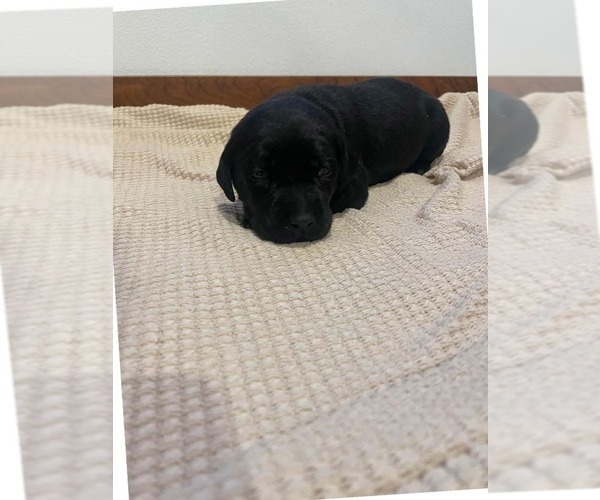 Medium Photo #13 Labrador Retriever Puppy For Sale in BARRON, WI, USA