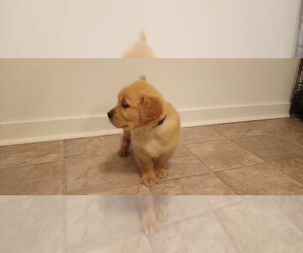 Medium Photo #1 Golden Retriever Puppy For Sale in MC GUIRE AFB, NJ, USA