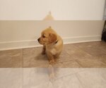 Small Photo #1 Golden Retriever Puppy For Sale in MC GUIRE AFB, NJ, USA