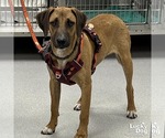 Small #2 Retriever -Rhodesian Ridgeback Mix