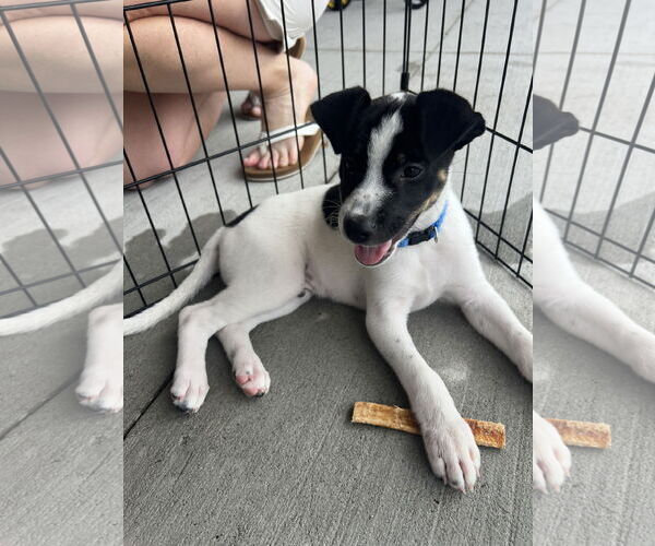 Medium Photo #4 Jack Russell Terrier-Unknown Mix Puppy For Sale in The Woodlands, TX, USA