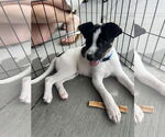 Small #3 Jack Russell Terrier Mix