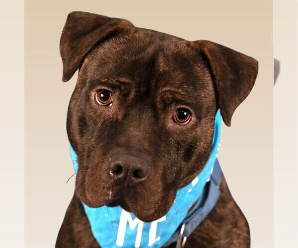 Medium Photo #2 American Staffordshire Terrier-Unknown Mix Puppy For Sale in Lake Forest, CA, USA