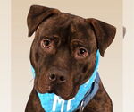 Small #1 American Staffordshire Terrier Mix