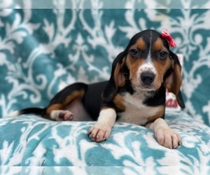 Beagle Puppy for sale in LAKELAND, FL, USA