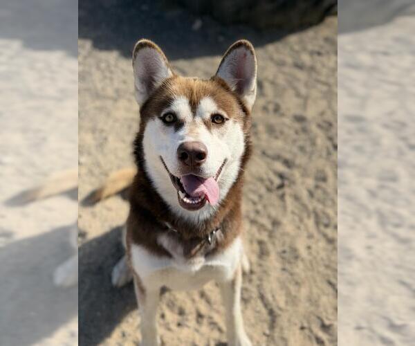 Medium Photo #1 Siberian Husky Puppy For Sale in Santa Barbara, CA, USA
