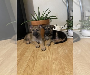 German Shepherd Dog Puppy for sale in SPRINGFIELD, IL, USA