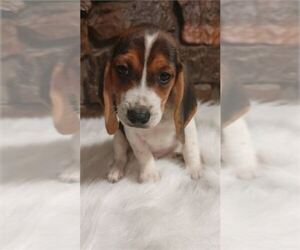 Beagle Puppy for sale in ORO VALLEY, AZ, USA