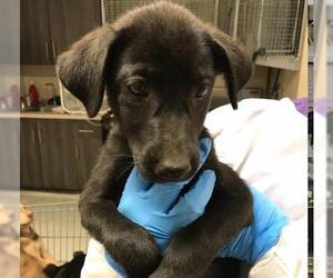 Labrador Retriever-Unknown Mix Dogs for adoption in Conroe, TX, USA