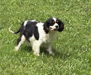 Mother of the Cavapoo puppies born on 06/17/2025