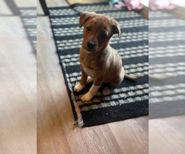 Medium Photo #3 Mountain Cur-Unknown Mix Puppy For Sale in New London, WI, USA