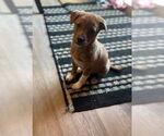 Small #2 Mountain Cur Mix