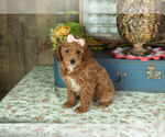 Puppy Elise Miniature Labradoodle