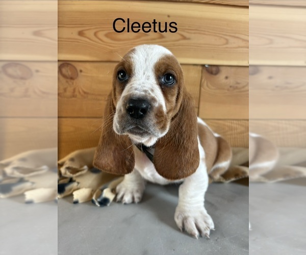 Medium Photo #1 Basset Hound Puppy For Sale in MONTROSE, CO, USA