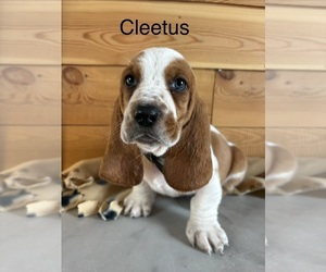 Basset Hound Puppy for sale in MONTROSE, CO, USA