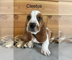 Small Basset Hound
