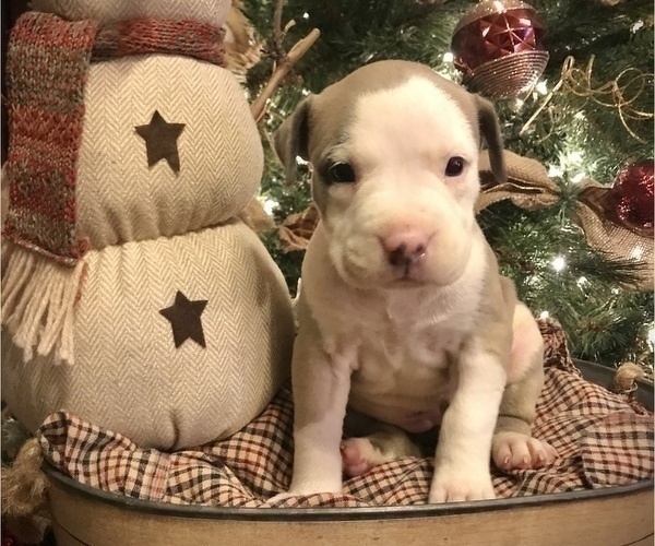Medium Photo #6 American Bully Puppy For Sale in SALEM, IL, USA