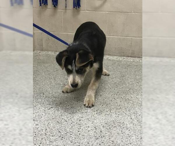 Medium Photo #1 Labsky Puppy For Sale in Conroe, TX, USA