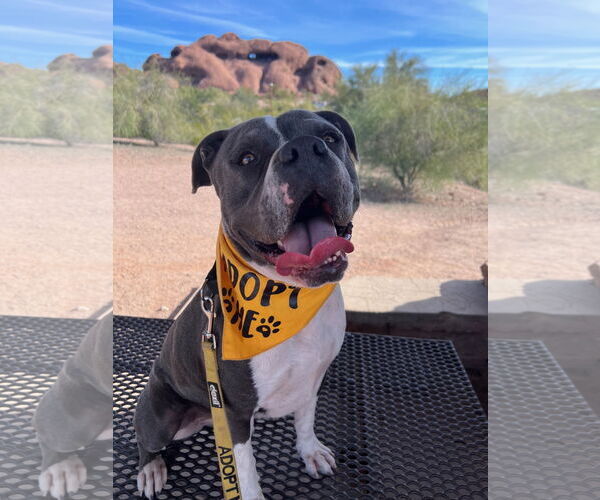 Medium Photo #5 American Staffordshire Terrier-Unknown Mix Puppy For Sale in phoenix, AZ, USA