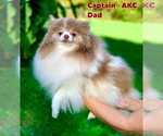 Small Photo #1 Pomeranian Puppy For Sale in BUFORD, GA, USA