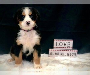 Bernese Mountain Dog Puppy for sale in DUNDEE, OH, USA