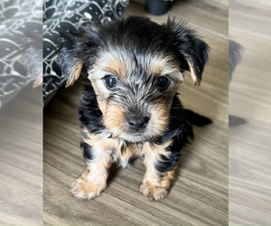 Yorkshire Terrier Puppy for sale in CHICAGO, IL, USA