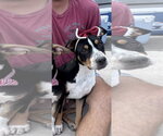 Small #3 Australian Shepherd-Catahoula Leopard Dog Mix