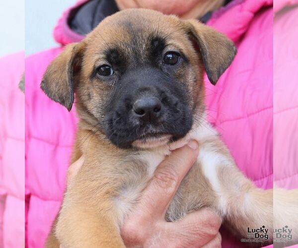 Medium Photo #3 Lab-Pointer Puppy For Sale in Washington, DC, USA