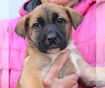 Small #2 Lab-Pointer