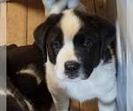 Puppy Suki Cane Corso-Saint Bernard Mix