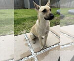 Small #1 Labrador Retriever Mix