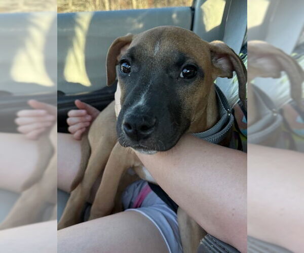 Medium Photo #7 American Pit Bull Terrier-Labrador Retriever Mix Puppy For Sale in Brewster, NY, USA