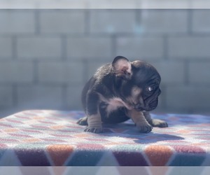 French Bulldog Puppy for Sale in OXNARD, California USA