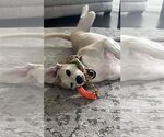 Small #5 Great Dane-Labrador Retriever Mix