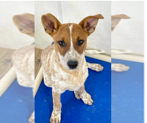 Medium Photo #7 Mutt Puppy For Sale in Bolivar, MO, USA