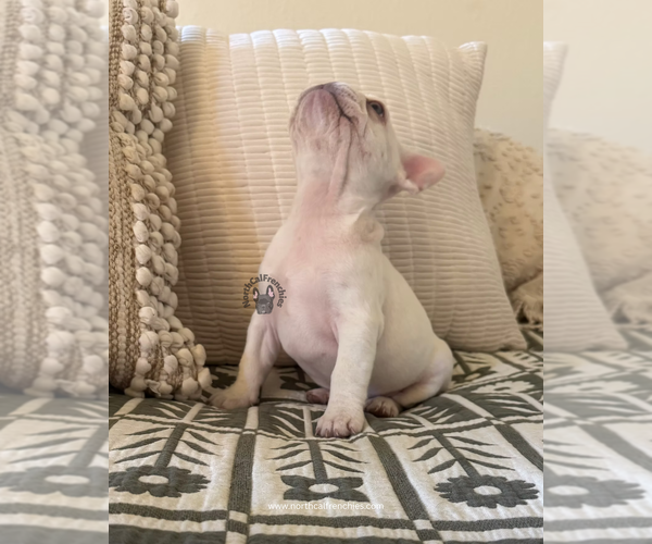 Medium Photo #3 French Bulldog Puppy For Sale in SACRAMENTO, CA, USA