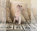 Small #2 French Bulldog