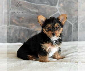 Yorkshire Terrier Puppy for sale in MILL HALL, PA, USA