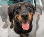Small #1 Rottweiler