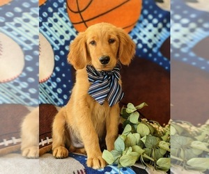 Golden Retriever Puppy for sale in OXFORD, PA, USA