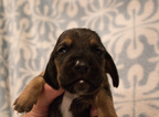 Small Photo #2 Basset Hound Puppy For Sale in ALFORD, IN, USA