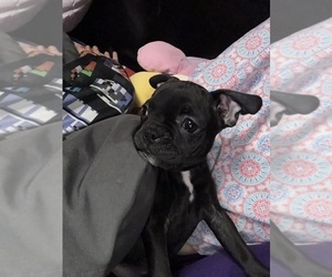 Medium Boston Terrier-Faux Frenchbo Bulldog Mix